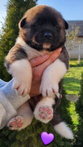 Americká akita (American akita) - 3