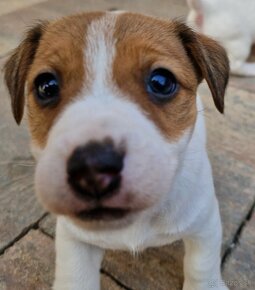 Jack Russel terrier - 3