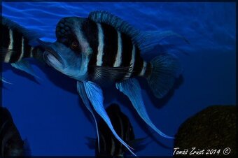 Cyphotilapia Gibberosa Blue Zaire Moba - 3