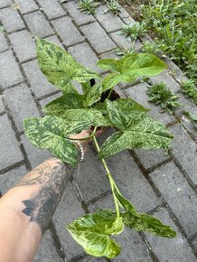 Syngonium Mottled Mojito - 3