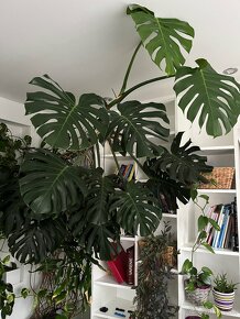 Monstera - 3