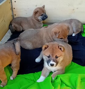 Shiba inu - 3