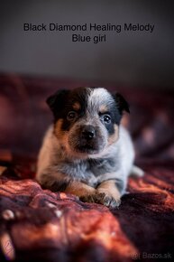 ACD Austrálsky dobytkársky pes CATTLE DOG - 3