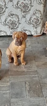 Dogue de Bordeaux Bordeauxska doga - 3