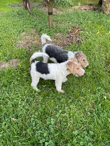 Predám šteniatka Fox terrier wire hrubosrstého - 3