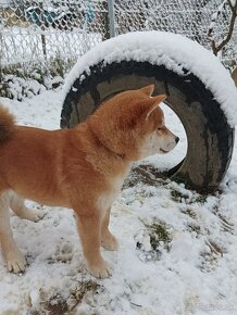 Shiba inu psík - 3