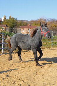 Predám žrebca - Percheron - 3