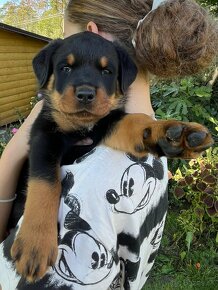 Rottweiler, rtw, Rotvajler, Rottwailer - šteniatka - 3