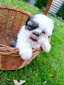 Shih-tzu - 3