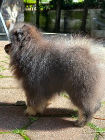 Pomeranian - 3