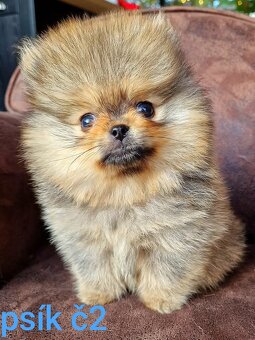 Pomeranian mini Boo - 3