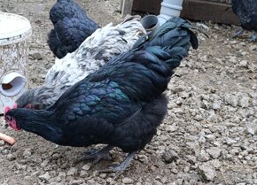 Australorp kohuty - 3