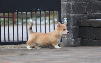 Welsh Corgi Pembroke s PP - 3