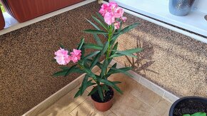 Oleander ružový, plnokvetý - 3