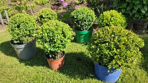 Buxus, Juniperus poliehavý (Blue star)+ Floxi fialové vysoké - 3