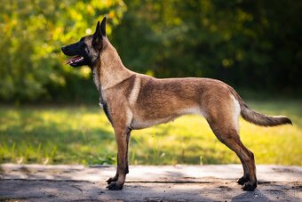 Belgický ovčiak Malinois s PP VOĽNÝ PSÍK - 3