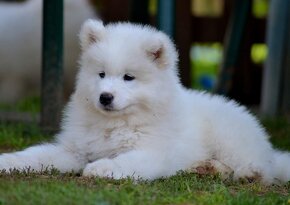 Samojed s PP LA TORRE ROJA - 3