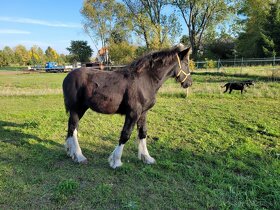 Shire horse klisna - 3