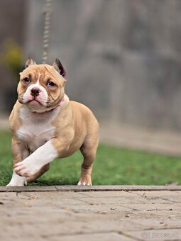 American Bully Pocket - 3