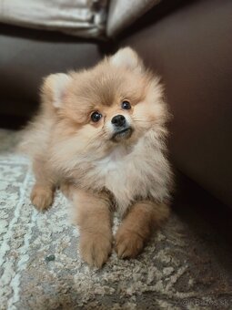 Pomeranian - 3