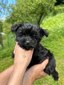 Maltipoo Yorkie - 3