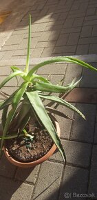 aloe vera - 3