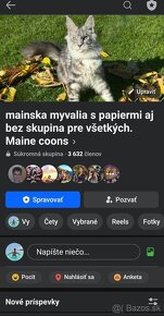 Maine coon.  Mainská mývalia mačka. - 3