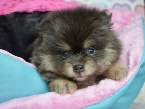 Pomeranian fenka s PP Blue and Tan - 3