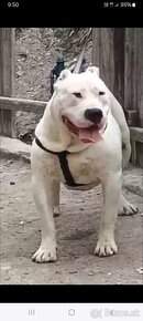 American bully - 3