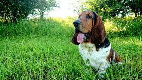 Basset Hound - 3