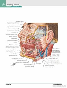 Netterov anatomický atlas človeka - 3