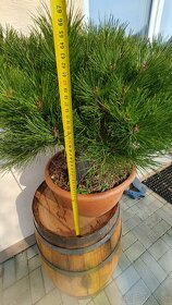 Borovica čierna Brepo .pinus nigra - 3