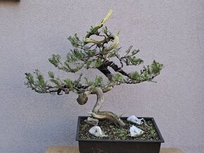 Bonsai / bonsaj - rozne, foto v prilohe, ponuka v texte - 3