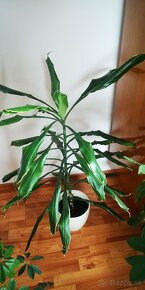 Izbove kvety, rastliny, dracena vonava - 3