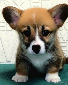 Welsh Corgi Pembroke - 3