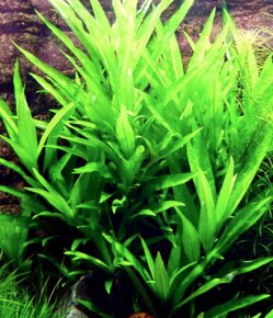 Predam rastlinky / Hygrophila guyanensis/nervata - 3