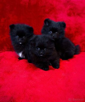 Pomeranian Black & White - 3