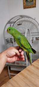 Krotký, ručne dokŕmeny papagáj červenokrídly - 3