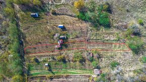 Vinohrad v Kráľovskom Chlmci - 3