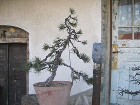 bonsai,bonsaj-BOROVICA - 3