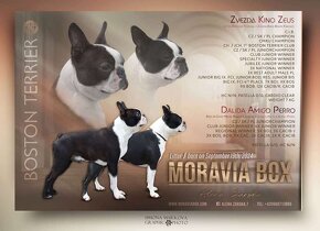 Boston terrier / bostonský teriér - fenka k prodeji - 3