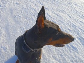 Doberman na krytie Liptov - 3