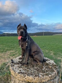 Šteniatka Cane Corso Áres-Roxy - 3