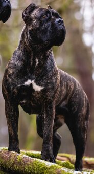 Šteniatka Cane Corso s pp - 3