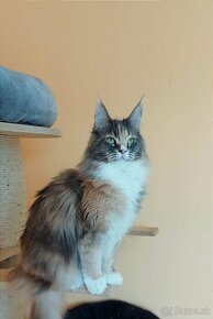 Maine Coon - 3
