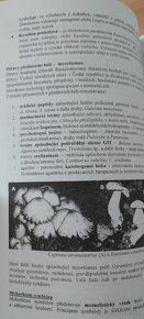 Archebakterie, bakterie, houby, protista - 3