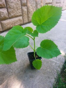 Paulownia tomentosa - paulownia plsnatá - SEMENÁ - 3