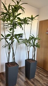 Rastliny palma Dracena 2x - 3