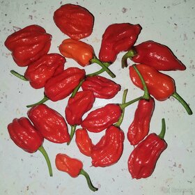 Semienka Chilli od 0,50€/10ks - 3