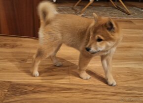 Shiba inu - 3